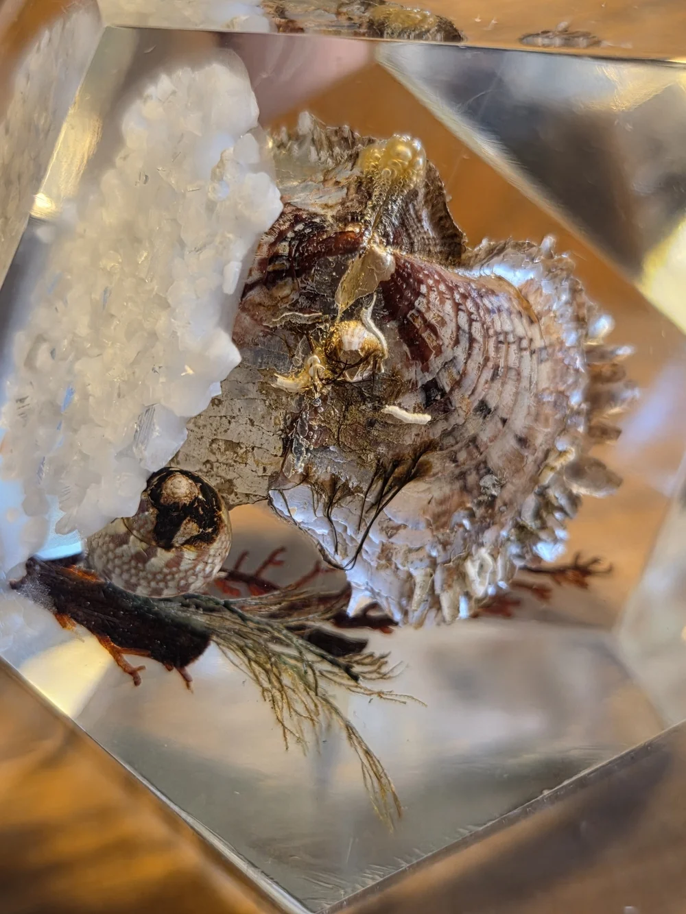 VTG Faceted Lucite Coastal Oyster Paperweight